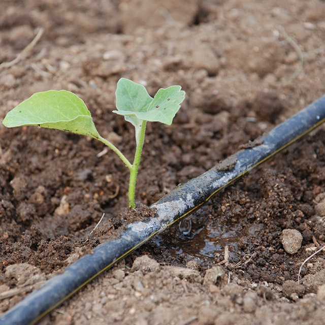 Drip Irrigation Pipes